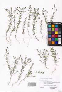 MHA 0 159 201, Linaria cretacea Fisch. ex Spreng., Eastern Europe, North Ukrainian region (E11) (Ukraine)