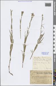 Dianthus chinensis L., Eastern Europe, Moscow region (E4a) (Russia)