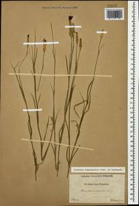 Dianthus pallens M. Bieb., Caucasus, Georgia (K4) (Georgia)