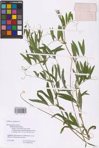 Lathyrus palustris L., Eastern Europe, Central forest-and-steppe region (E6) (Russia)