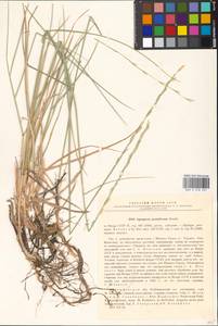 Pseudoroegneria geniculata (Trin.) Á.Löve, Eastern Europe, Middle Volga region (E8) (Russia)