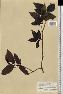 Lonicera maximowiczii var. sachalinensis F. Schmidt, Siberia, Russian Far East (S6) (Russia)