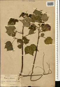 Gossypium herbaceum, Caucasus, Armenia (K5) (Armenia)