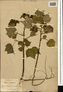 Gossypium herbaceum L., Caucasus, Armenia (K5) (Armenia)