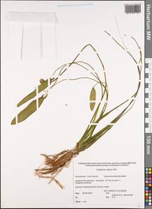 Sagittaria natans Pall., Siberia, Yakutia (S5) (Russia)