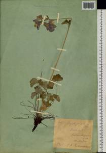 Aquilegia sibirica Lam., Siberia, Western (Kazakhstan) Altai Mountains (S2a) (Kazakhstan)