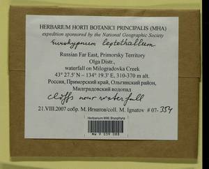 Hypnum leptothallum Paris, Bryophytes, Bryophytes - Russian Far East (excl. Chukotka & Kamchatka) (B20) (Russia)