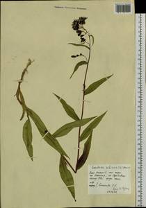 Lactuca sibirica (L.) Benth. ex Maxim., Siberia, Western Siberia (S1) (Russia)