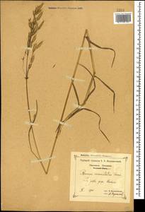 Bromus commutatus Schrad., Caucasus, Black Sea Shore (from Novorossiysk to Adler) (K3) (Russia)