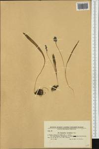Hyacinthella leucophaea (K.Koch) Schur, Western Europe (EUR) (Bulgaria)