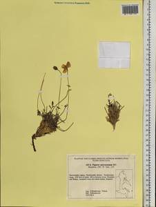 Oreomecon nudicaulis subsp. microcarpa (DC.) Grey-Wilson, Siberia, Chukotka & Kamchatka (S7) (Russia)