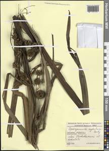 Sparganium erectum subsp. neglectum (Beeby) K.Richt., Caucasus, Georgia (K4) (Georgia)