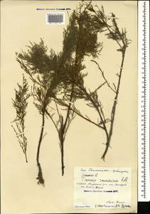 Tamarix ramosissima Ledeb., Caucasus, North Ossetia, Ingushetia & Chechnya (K1c) (Russia)