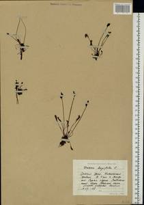 Drosera rotundifolia L., Siberia, Western Siberia (S1) (Russia)