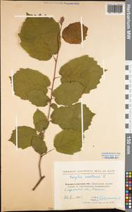 Corylus avellana L., Eastern Europe, North Ukrainian region (E11) (Ukraine)