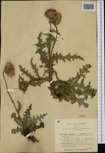 Carduus defloratus subsp. rhaeticus (DC.) Murr, Western Europe (EUR) (Italy)