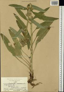 Campanula cervicaria L., Eastern Europe, Central region (E4) (Russia)