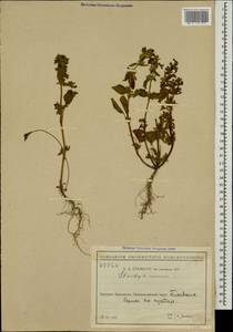 Stachys annua (L.) L., Caucasus, Black Sea Shore (from Novorossiysk to Adler) (K3) (Russia)
