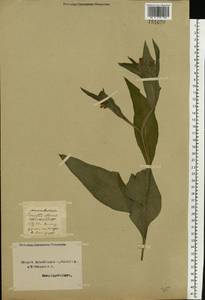 Symphytum officinale L., Eastern Europe, Northern region (E1) (Russia)