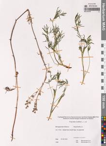 Potentilla multifida L., Siberia, Chukotka & Kamchatka (S7) (Russia)