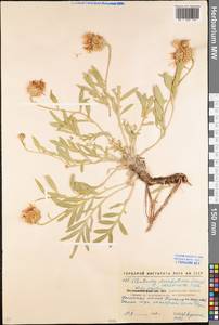 Psephellus marschallianus (Spreng.) K. Koch, Eastern Europe, North Ukrainian region (E11) (Ukraine)