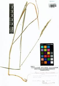 Elymus dahuricus Griseb., Siberia, Baikal & Transbaikal region (S4) (Russia)