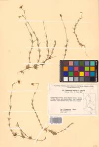 Pseudocherleria laricina (L.) Dillenb. & Kadereit, Siberia, Russian Far East (S6) (Russia)