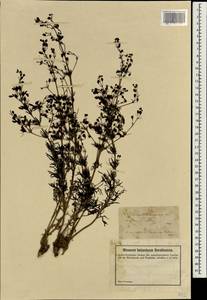 Teucrium orientale L., South Asia, South Asia (Asia outside ex-Soviet states and Mongolia) (ASIA) (Turkey)