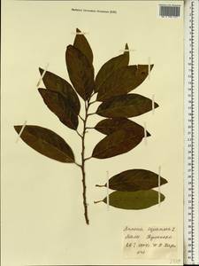 Annona squamosa L., Africa (AFR) (Mali)