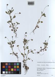 Viola arvensis Murray, Siberia, Altai & Sayany Mountains (S2) (Russia)