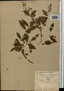 Ligustrum vulgare L., Caucasus, Georgia (K4) (Georgia)