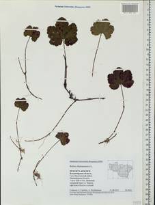 Rubus chamaemorus L., Eastern Europe, Central region (E4) (Russia)