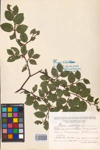 Fagus sylvatica L., Eastern Europe, West Ukrainian region (E13) (Ukraine)