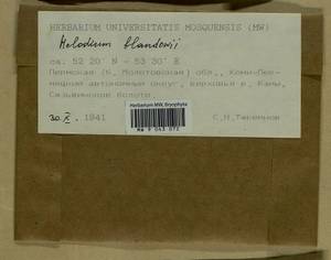 Helodium blandowii (F. Weber & D. Mohr) Warnst., Bryophytes, Bryophytes - Permsky Krai, Udmurt Republic, Sverdlovsk & Kirov Oblasts (B8) (Russia)