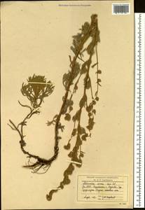 Artemisia sericea (Besser) Weber, Siberia, Yakutia (S5) (Russia)