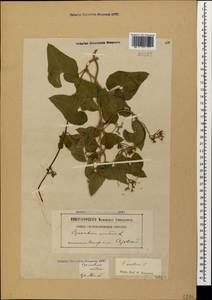 Cynanchum acutum L., Caucasus, Georgia (K4) (Georgia)