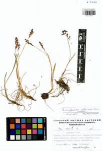 Paracolpodium altaicum (Trin.) Tzvelev, Siberia, Baikal & Transbaikal region (S4) (Russia)