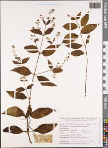 Circaea mollis Siebold & Zucc., South Asia, South Asia (Asia outside ex-Soviet states and Mongolia) (ASIA) (Vietnam)