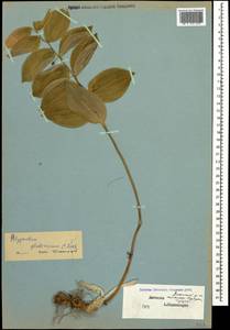 Polygonatum glaberrimum K.Koch, Caucasus, Dagestan (K2) (Russia)