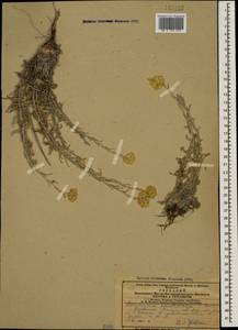 Helichrysum plinthocalyx (K. Koch) Sosn., Caucasus, Armenia (K5) (Armenia)