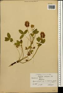 Trifolium ambiguum M.Bieb., Caucasus, Armenia (K5) (Armenia)