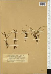 Carex subspathacea Wormsk. ex Hornem., Western Europe (EUR) (Norway)