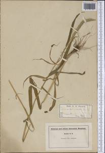 Setaria verticillata (L.) P.Beauv., America (AMER) (United States)