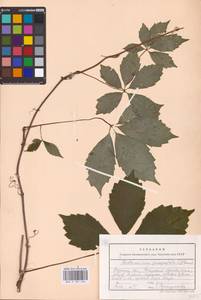 Parthenocissus quinquefolia (L.) Planch., Eastern Europe, Central forest-and-steppe region (E6) (Russia)