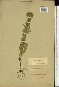 Carduus nutans L., Eastern Europe, Middle Volga region (E8) (Russia)