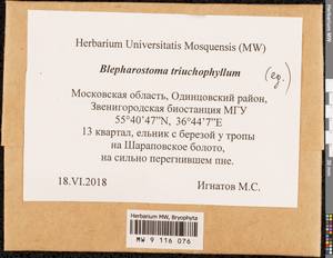 Blepharostoma trichophyllum (L.) Dumort., Bryophytes, Bryophytes - Moscow City & Moscow Oblast (B6a) (Russia)