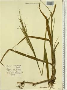 Panicum subalbidum Kunth, Africa (AFR) (Mali)