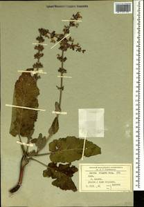 Salvia virgata Jacq., Crimea (KRYM) (Russia)