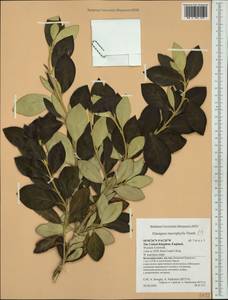 Elaeagnus macrophylla Thunb., Western Europe (EUR) (United Kingdom)