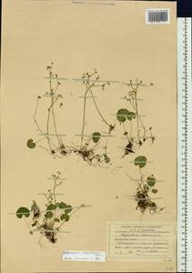 Chrysosplenium flagelliferum F. Schmidt, Siberia, Russian Far East (S6) (Russia)